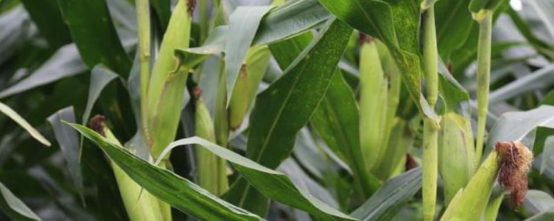 京科265玉米品种的特性，密度4500－5000株/亩