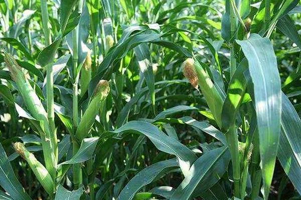 利华518玉米品种简介，密度4000－4500株/亩