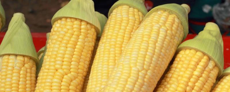 瑞兴406玉米品种简介，密度4000－4500株/亩