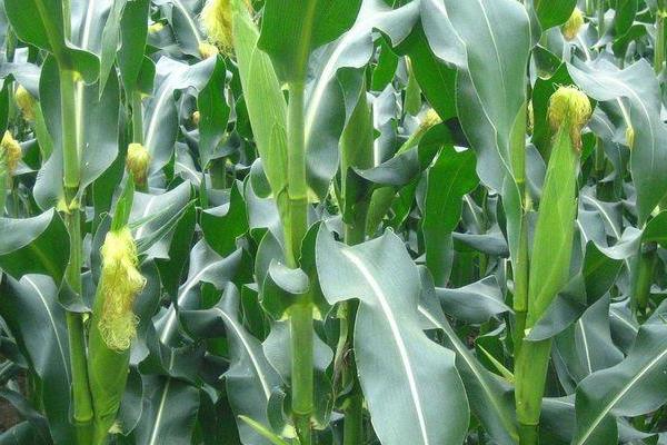 利华518玉米品种简介，密度4000－4500株/亩