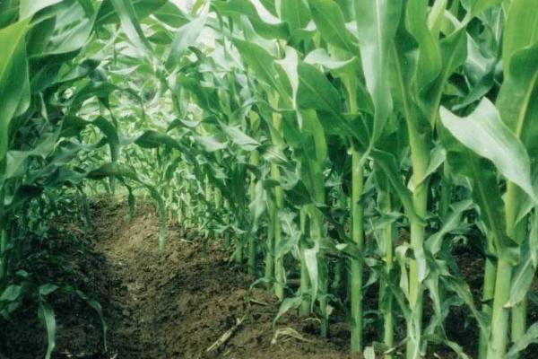 吉耐尔9119玉米种子特点，密度4500－5000株/亩