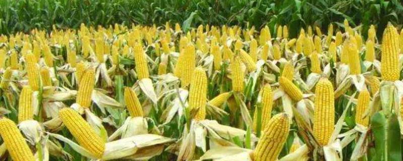中合209玉米种子特征特性，适宜播种期4月下旬至5月上旬
