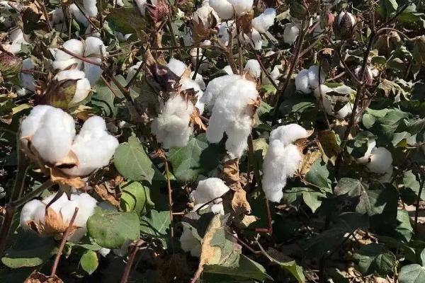创棉521棉花种子特征特性，适宜种植密度15000株/亩