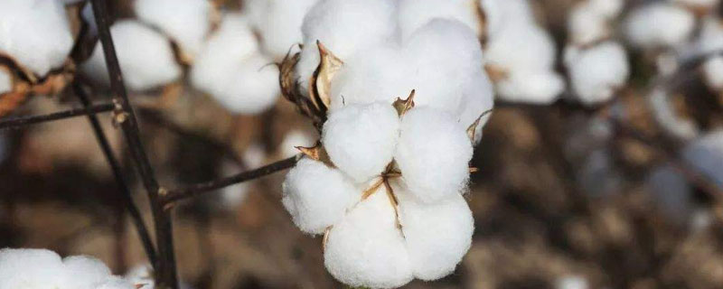 EZ9棉花品种简介，播种期在5月20日-6月5日