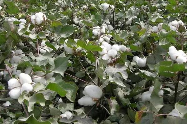 华杂棉H922棉花品种简介，播种期在4月1日-4月15日