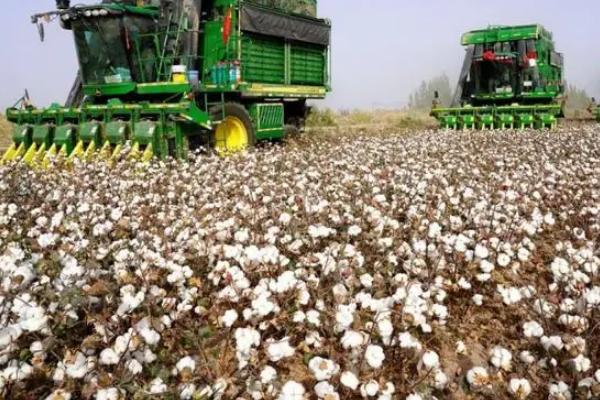 创棉521棉花种子特征特性，适宜种植密度15000株/亩