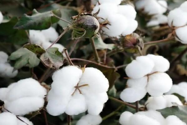 EZ9棉花品种简介，播种期在5月20日-6月5日
