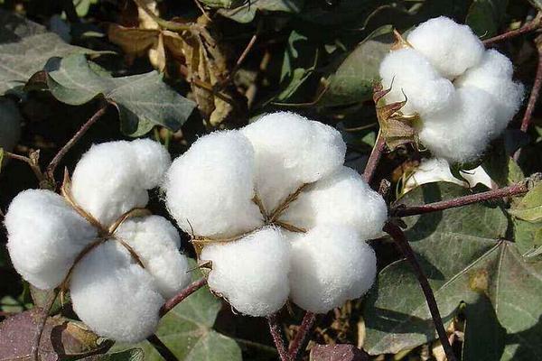 华杂棉H922棉花品种简介，播种期在4月1日-4月15日