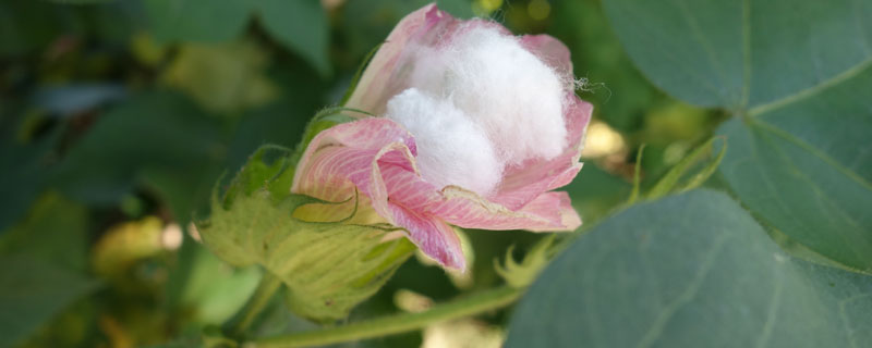 盐棉39棉花品种简介，播种后出苗前化学除草