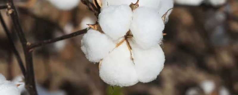 石农1棉花种子介绍，非转基因早熟常规机采棉花品种