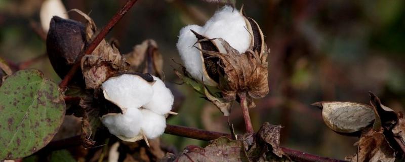 特璞棉116棉花品种简介，化学防治病虫害平均7次
