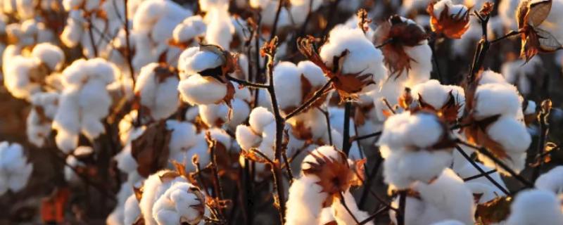 冀棉569棉花种子特点，全生育期总用量不超过10克