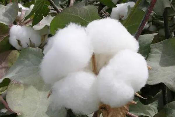 豫棉508棉花种子特点，移栽时每亩尿素不超过5公斤