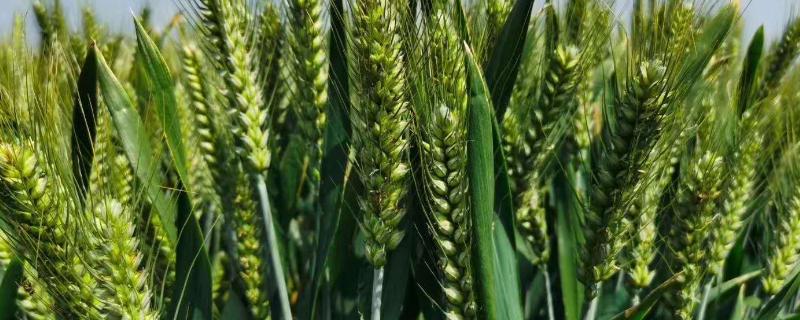 天中麦7号小麦品种的特性，适宜播种期10月上中旬