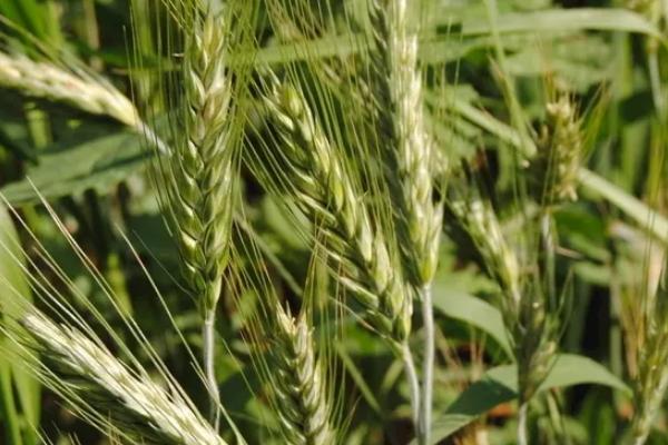 瑞麦66小麦品种的特性，全生育期240.3天