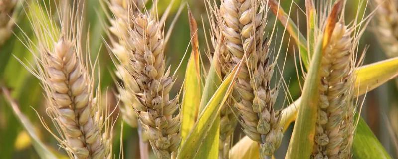 华麦806小麦种子介绍，全生育期232.6天
