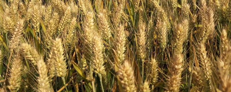 中种麦21号小麦种子简介，全生育期229.1天