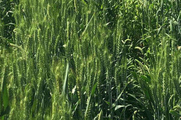 郑麦518小麦品种的特性，适宜播种期10月上中旬