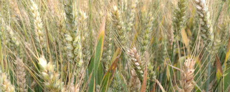 漯麦36小麦品种的特性，适宜播种期10月15―25日