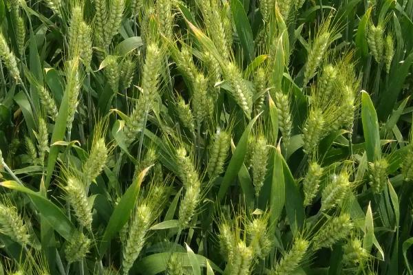 安麦11小麦品种的特性，适宜播种期10月上中旬