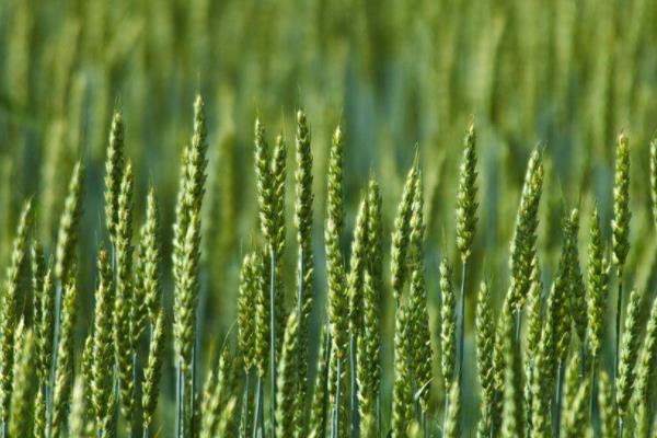 鲁原309小麦品种的特性，注意防治蚜虫和赤霉病等病虫害