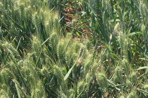 鲁原309小麦品种的特性，注意防治蚜虫和赤霉病等病虫害