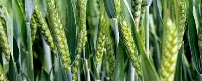 新麦52小麦种子介绍，全生育期218.0天