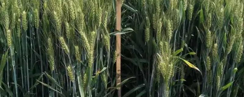 恒进麦9号小麦种子简介，适宜播种期10月10―20日
