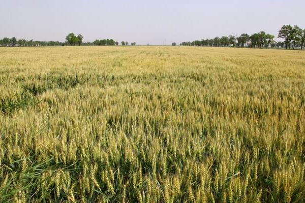 济麦117小麦种简介，中抗白粉病