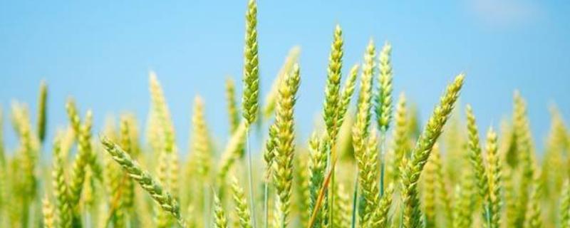 安科1801小麦品种简介，适宜播种期10月上中旬