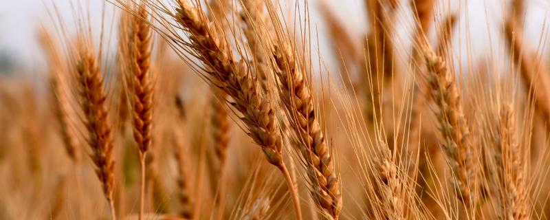 济麦117小麦种简介，中抗白粉病