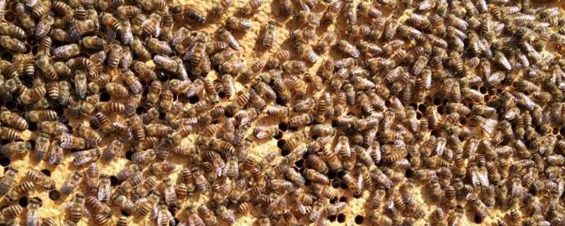 影响蜜蜂繁殖速度的因素，蜂王的优劣会对蜂群繁殖速度造成直接影响