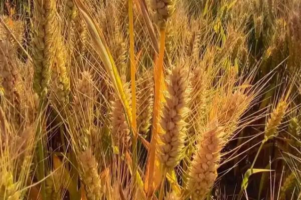 龙麦77小麦品种的特性，全生育期93.0天