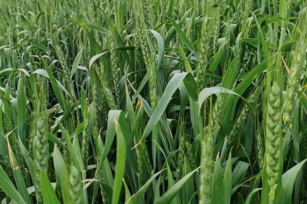龙麦77小麦品种的特性，全生育期93.0天