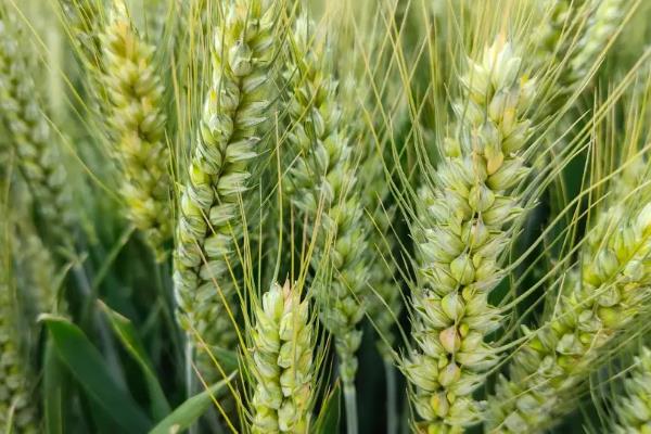 山农38小麦种子特征特性，适宜播种期10月中上旬