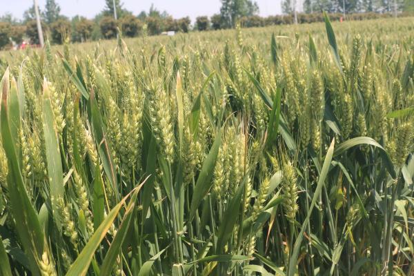 山农38小麦种子特征特性，适宜播种期10月中上旬