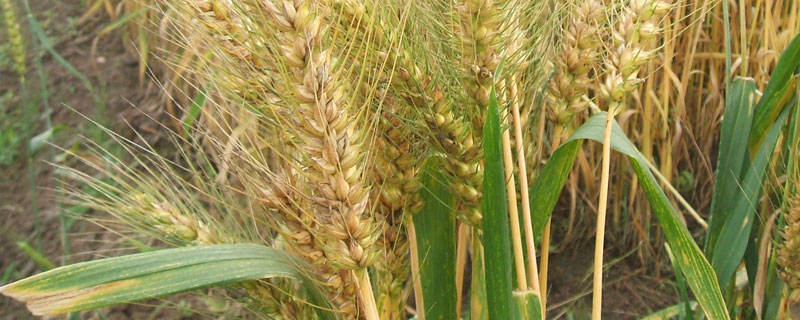 永民麦1号小麦种子特点，适宜播种期10月上中旬