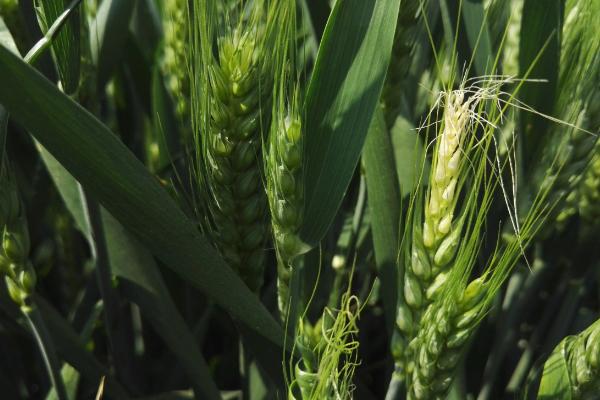济麦52小麦品种简介，全生育期237.7天