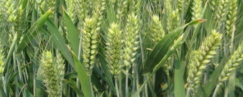 济麦60小麦种子简介，全生育期238.5天