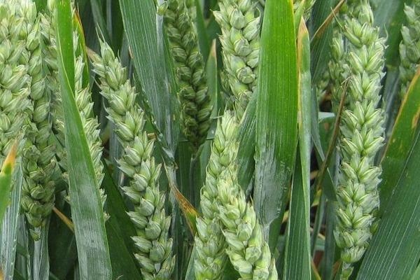 丰德存麦22小麦种子特征特性，高抗叶锈病