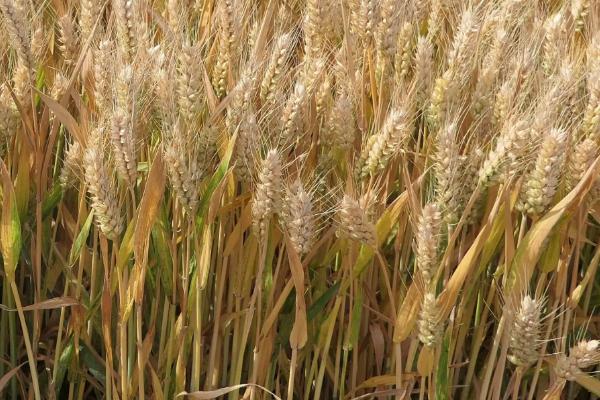 徐麦919小麦种子介绍，适宜播种期10月上中旬