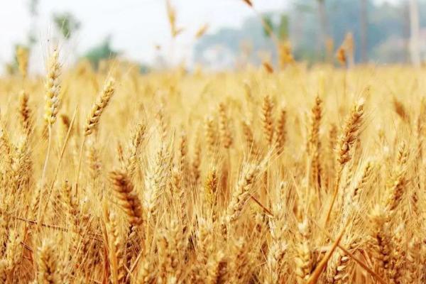 商麦178小麦种简介，比对照品种周麦18熟期稍早