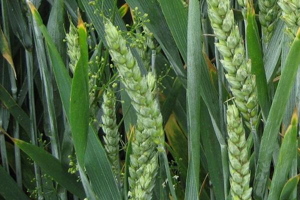 华展166小麦种简介，适宜播种期10月上中旬