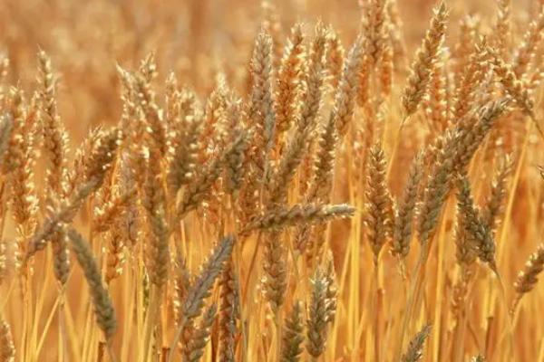 徐麦919小麦种子介绍，适宜播种期10月上中旬