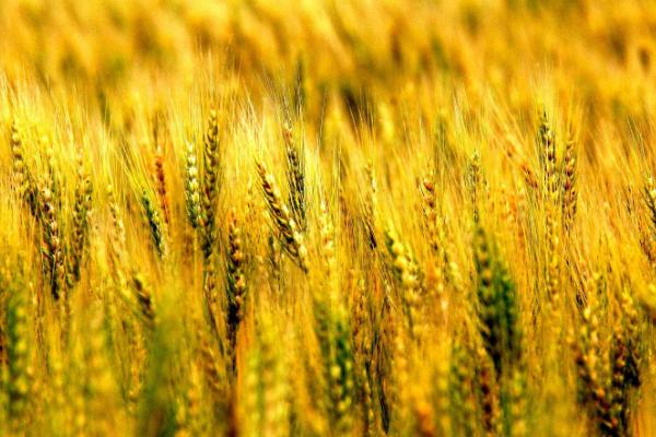 华展166小麦种简介，适宜播种期10月上中旬