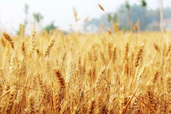 扬辐麦17小麦种子特点，与对照品种扬麦20熟期相当