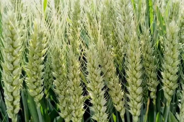 丰德存麦22小麦种子特征特性，高抗叶锈病