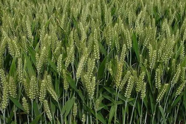 扬辐麦17小麦种子特点，与对照品种扬麦20熟期相当