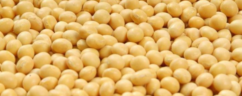 南春豆31大豆种简介，生育期平均95天