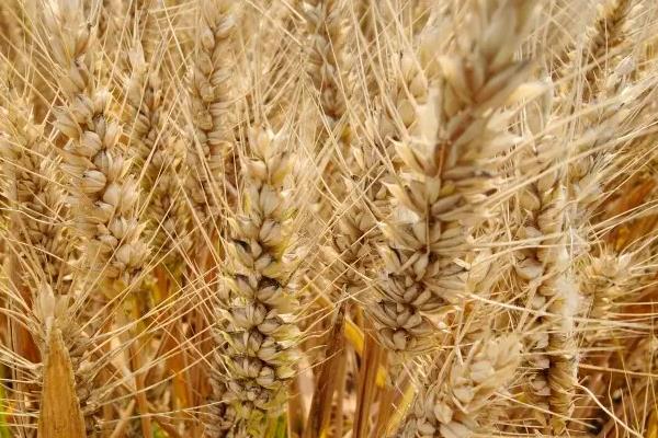 温麦801小麦种子特点，适宜播种期10月上中旬